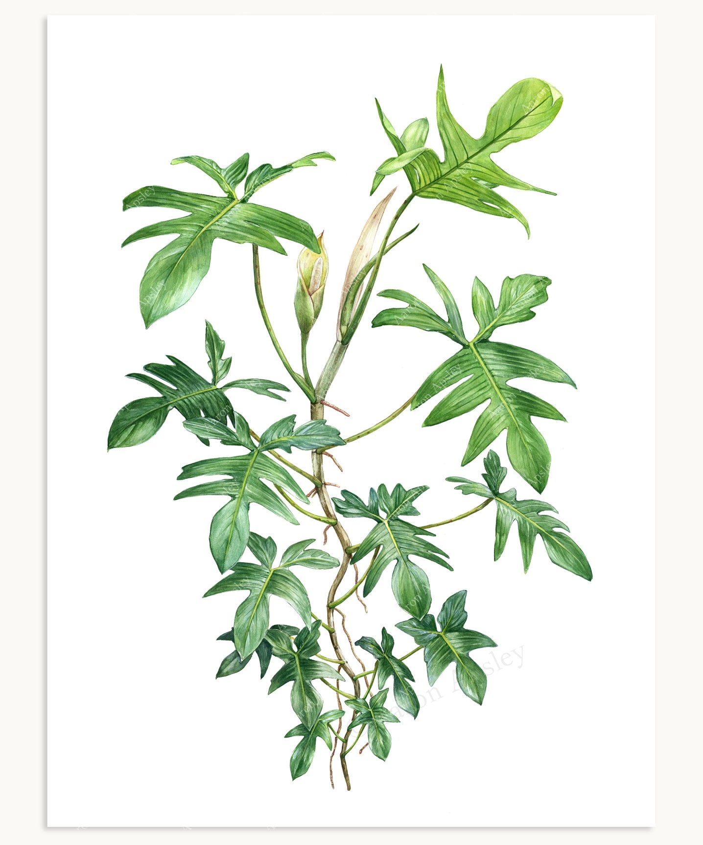 philodendron illustration Philodendron pedatum Print