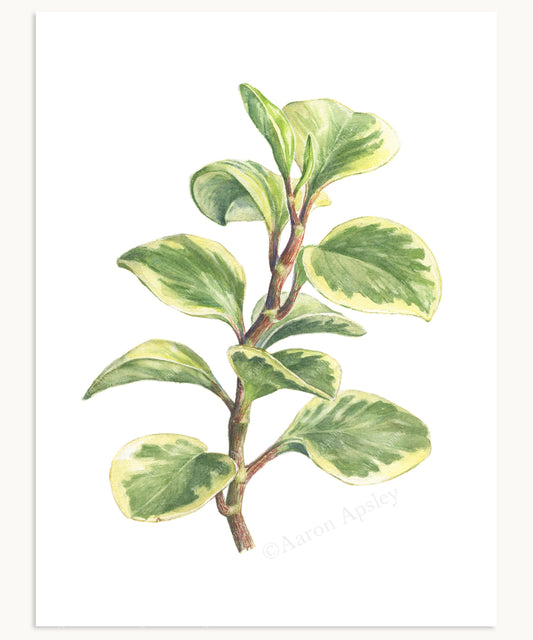 Peperomia obtusifolia Print