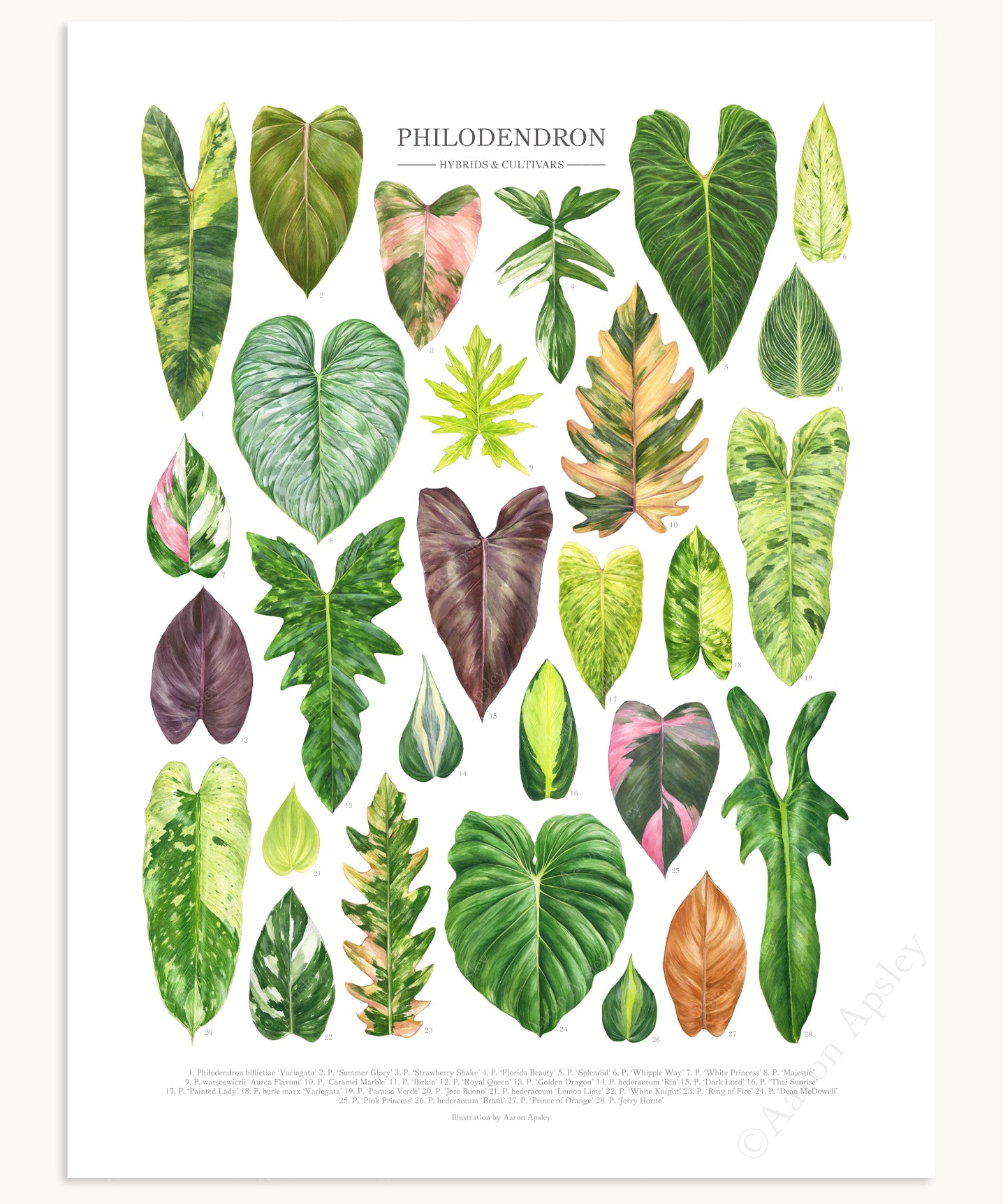 cross breeding philodendron Philodendron Hybrids & Cultivars Print
