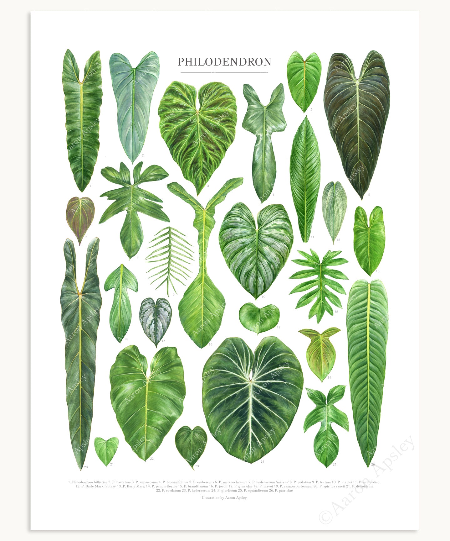all philodendrons Philodendron Species Print