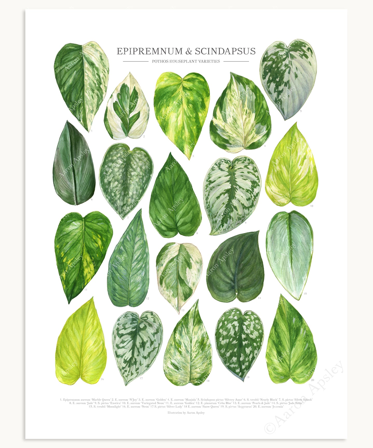 silver pothos vs scindapsus Pothos Print