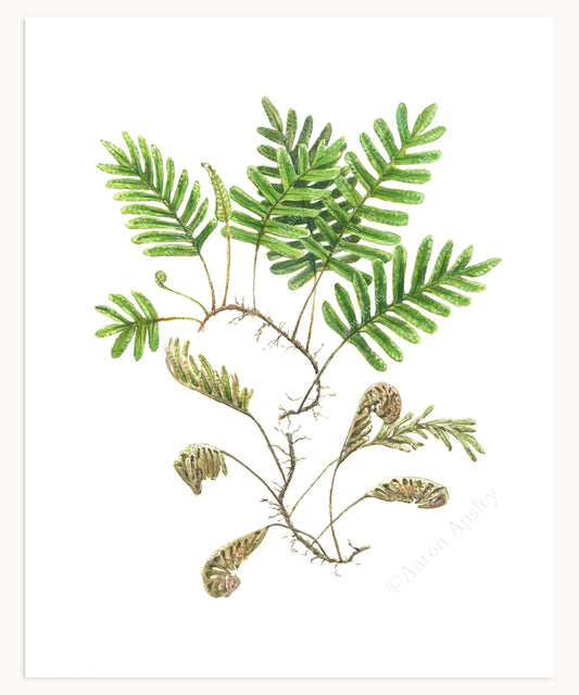 Resurrection Fern (Pleopeltis polypodioides) Print