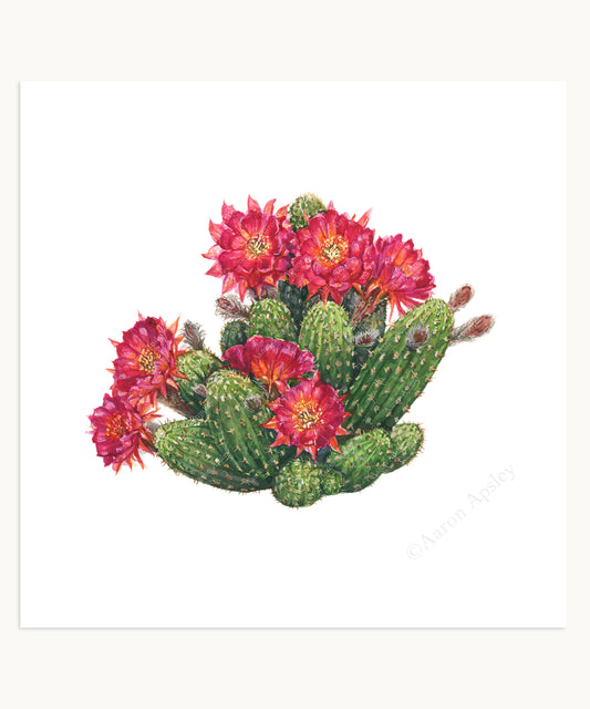 Echinopsis 'Rose Quartz' Print