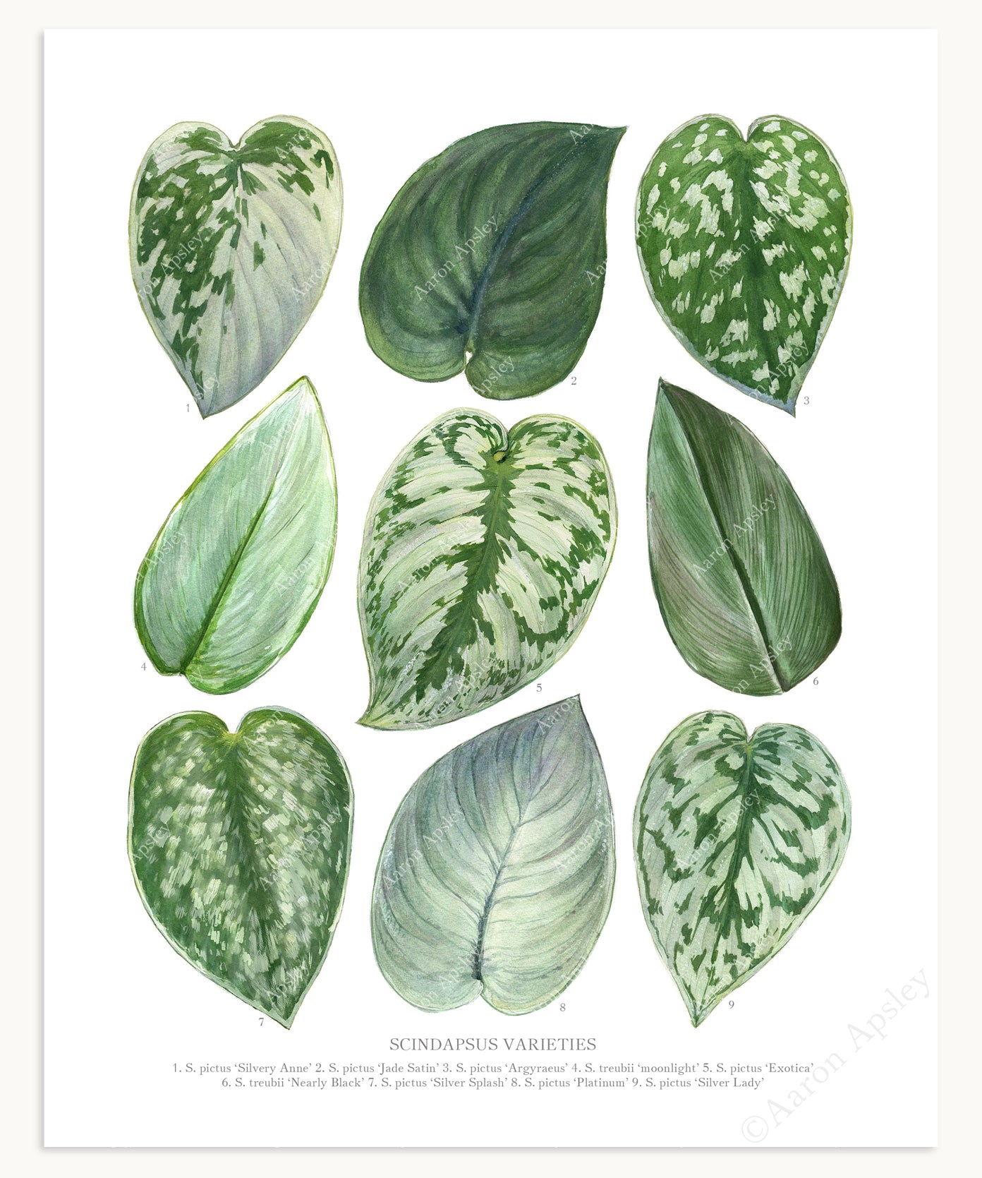 different type of pothos Scindapsus Varieties Print – Aaron Apsley Artwork