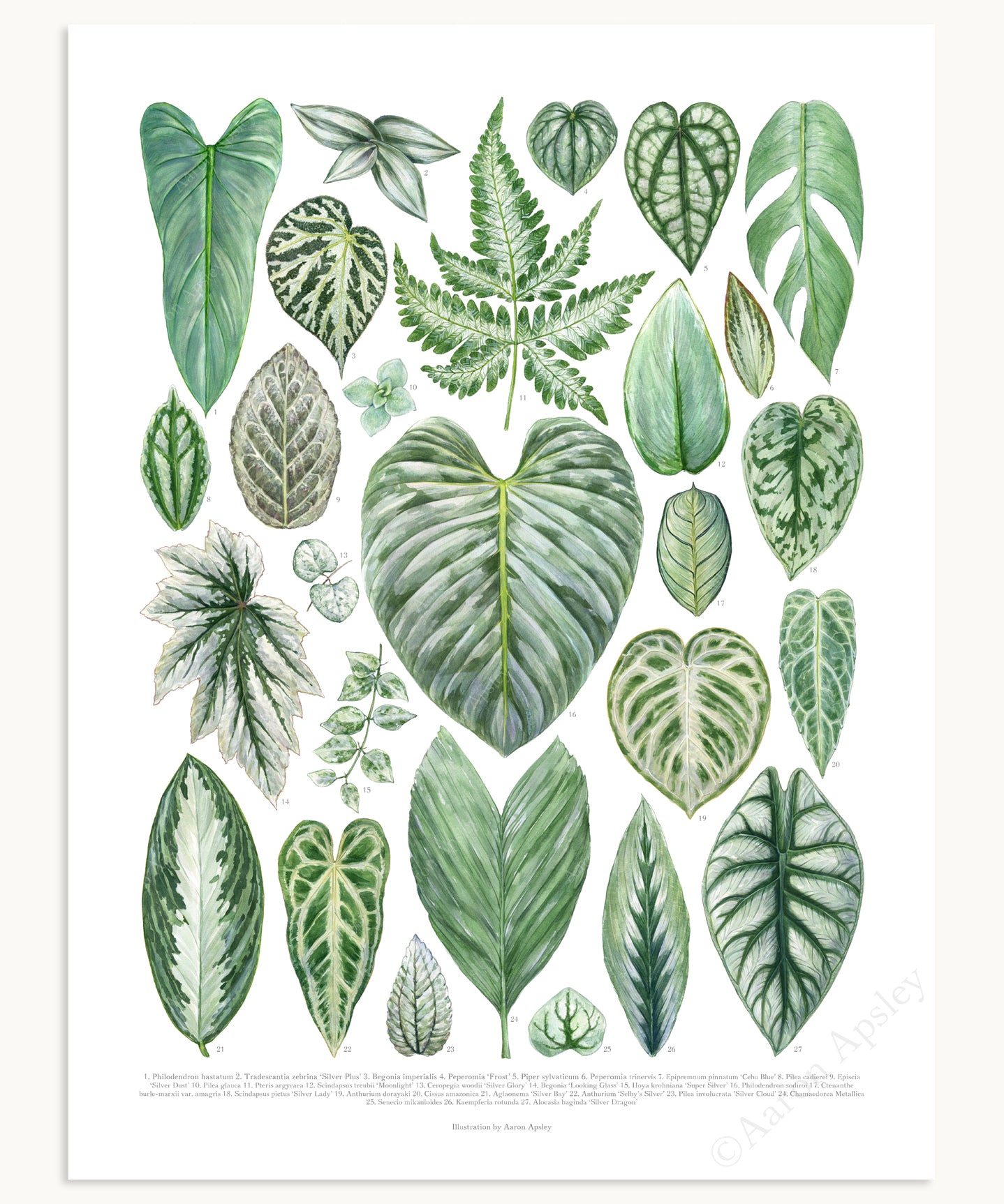 green foliage house plants Silver Houseplant Varieties Print