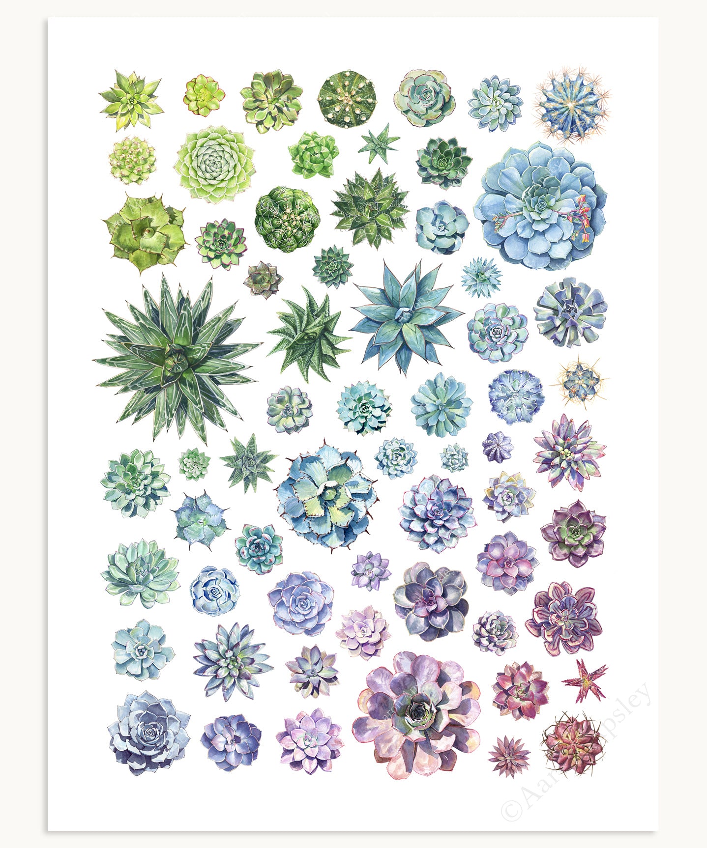 printable succulent pictures Succulent Rosettes Print