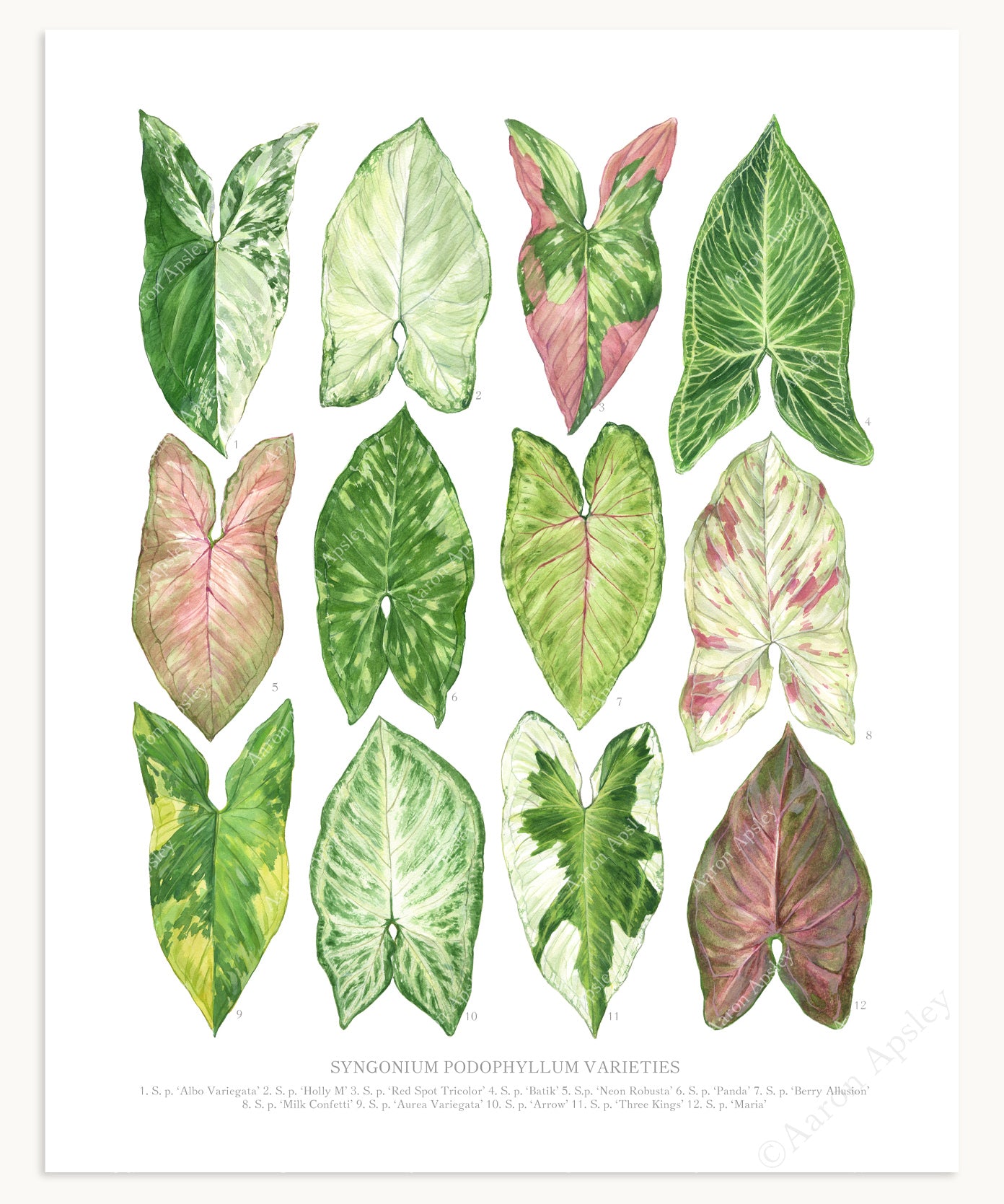 Syngonium podophyllum Varieties Print