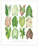 Syngonium podophyllum Varieties Print