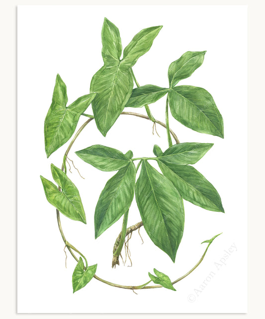 Syngonium podophyllum Print