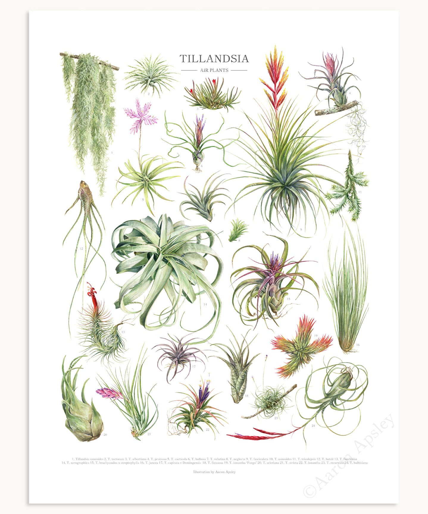 tillandsia types of air plants Tillandsia Species Print