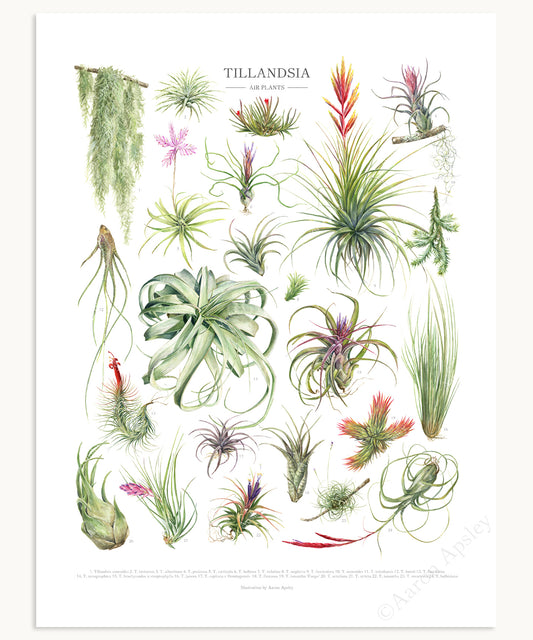 Tillandsia Species Print