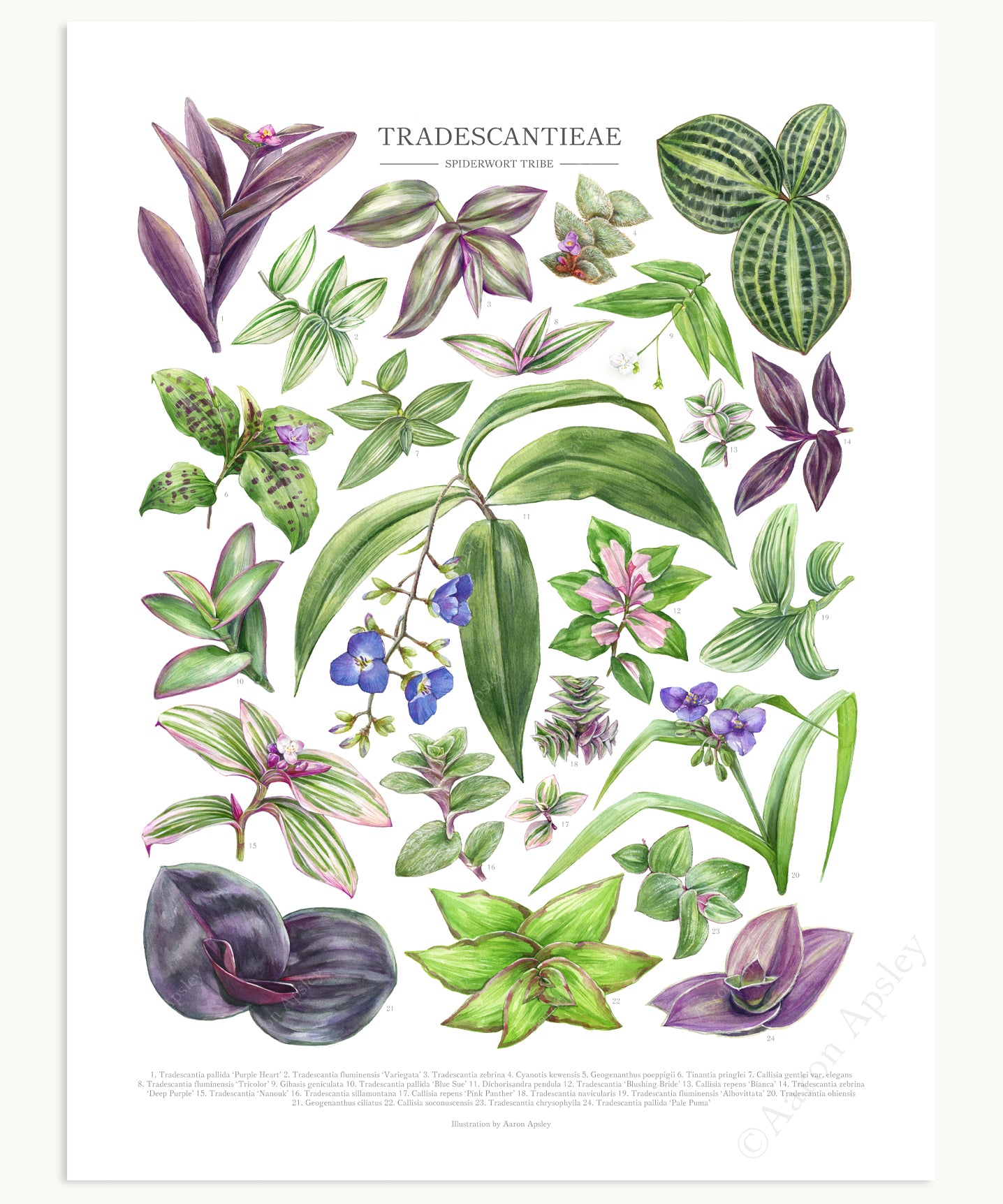 Tradescantieae Species Print