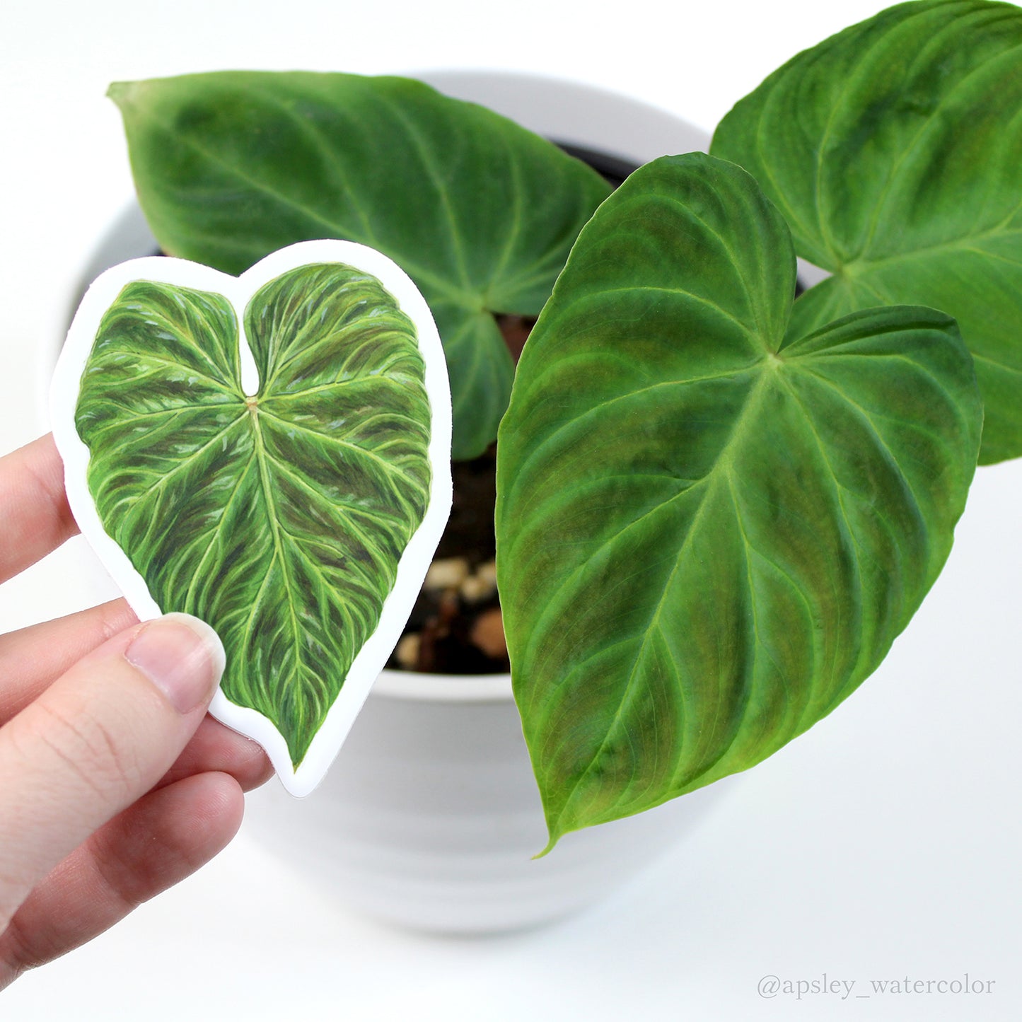Philodendron verrucosum Sticker