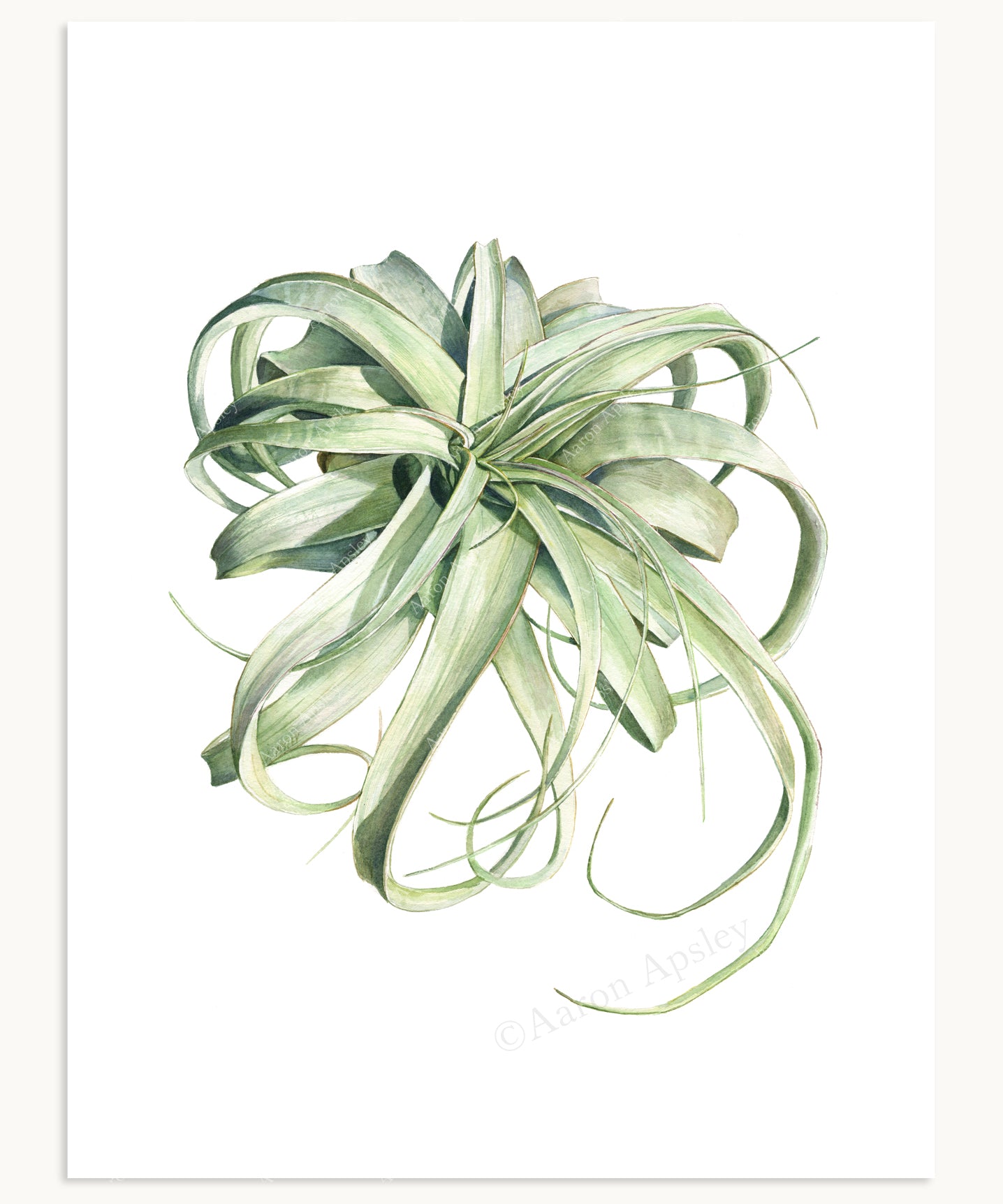 air plant painting Tillandsia xerographica