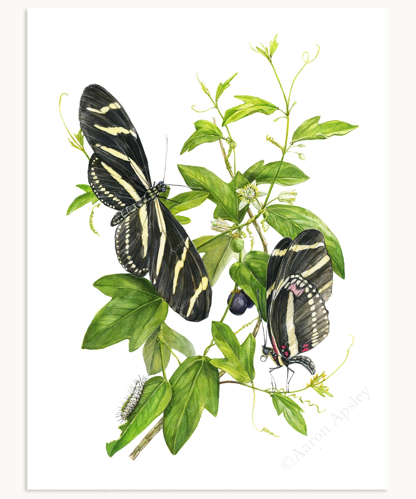 Zebra Longwing Butterflies & Corkystem Passionflower Print