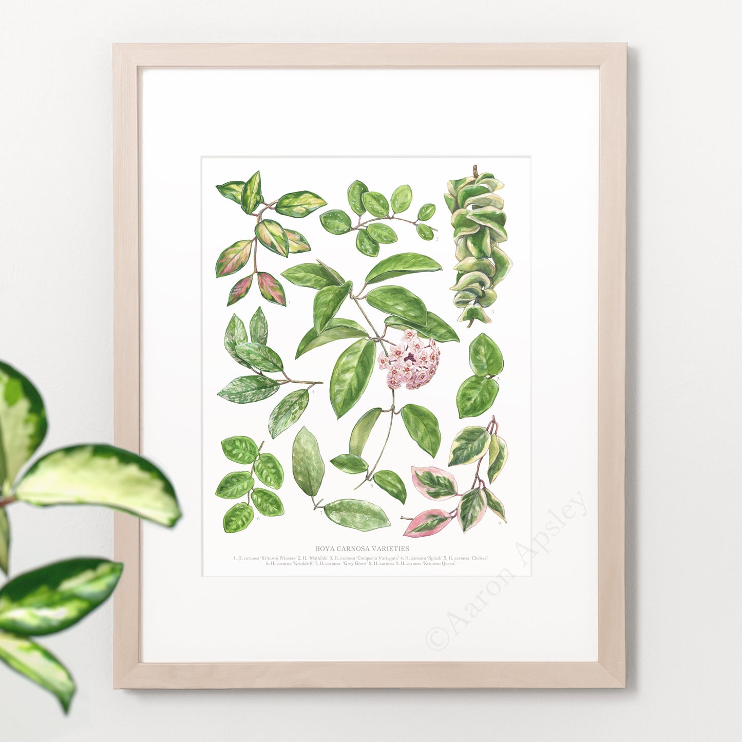 Hoya Carnosa Varieties Print