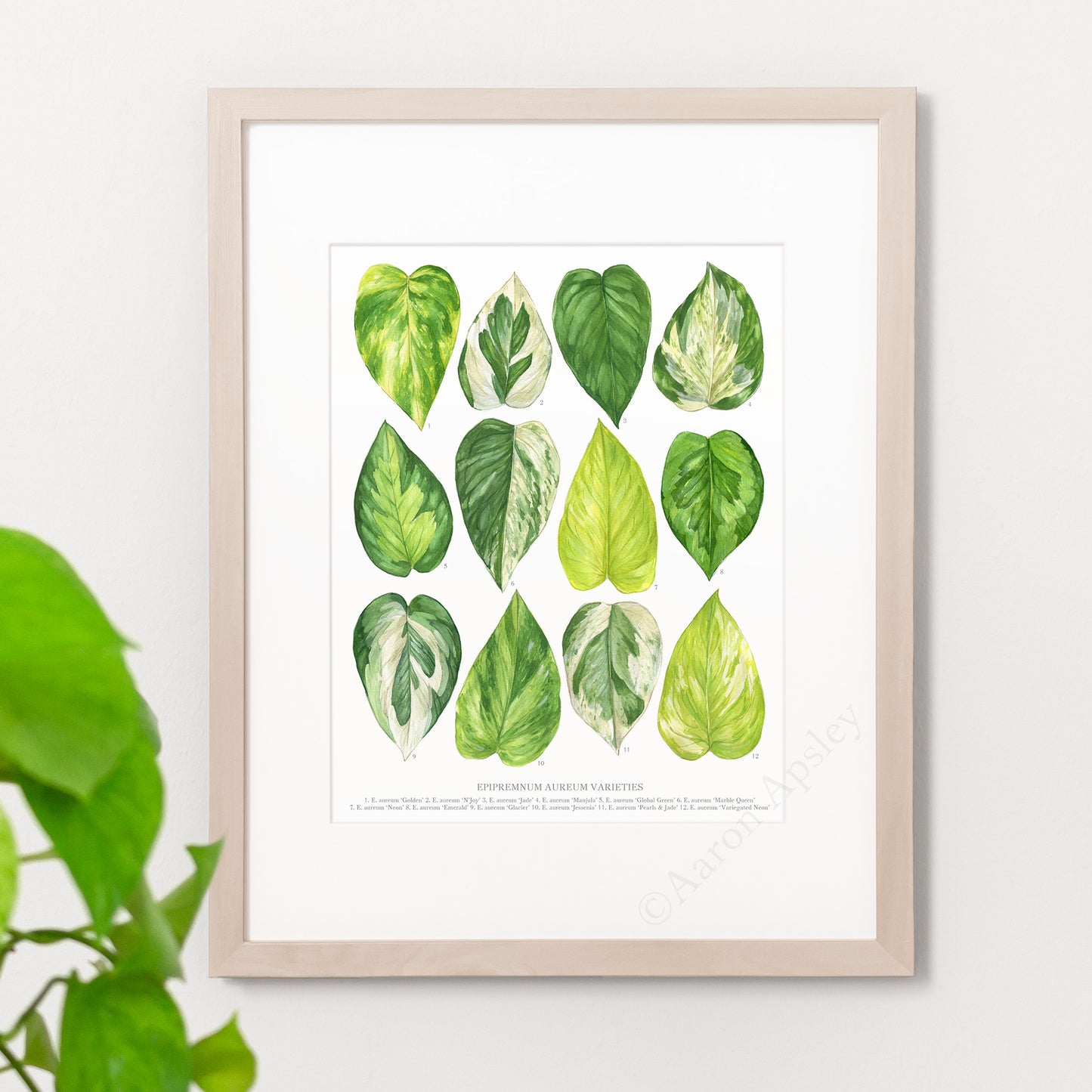 Epipremnum aureum Varieties Print