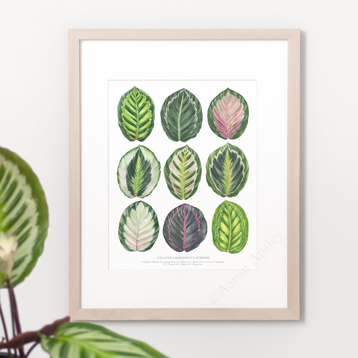 Calathea roseopicta Hybrids Print