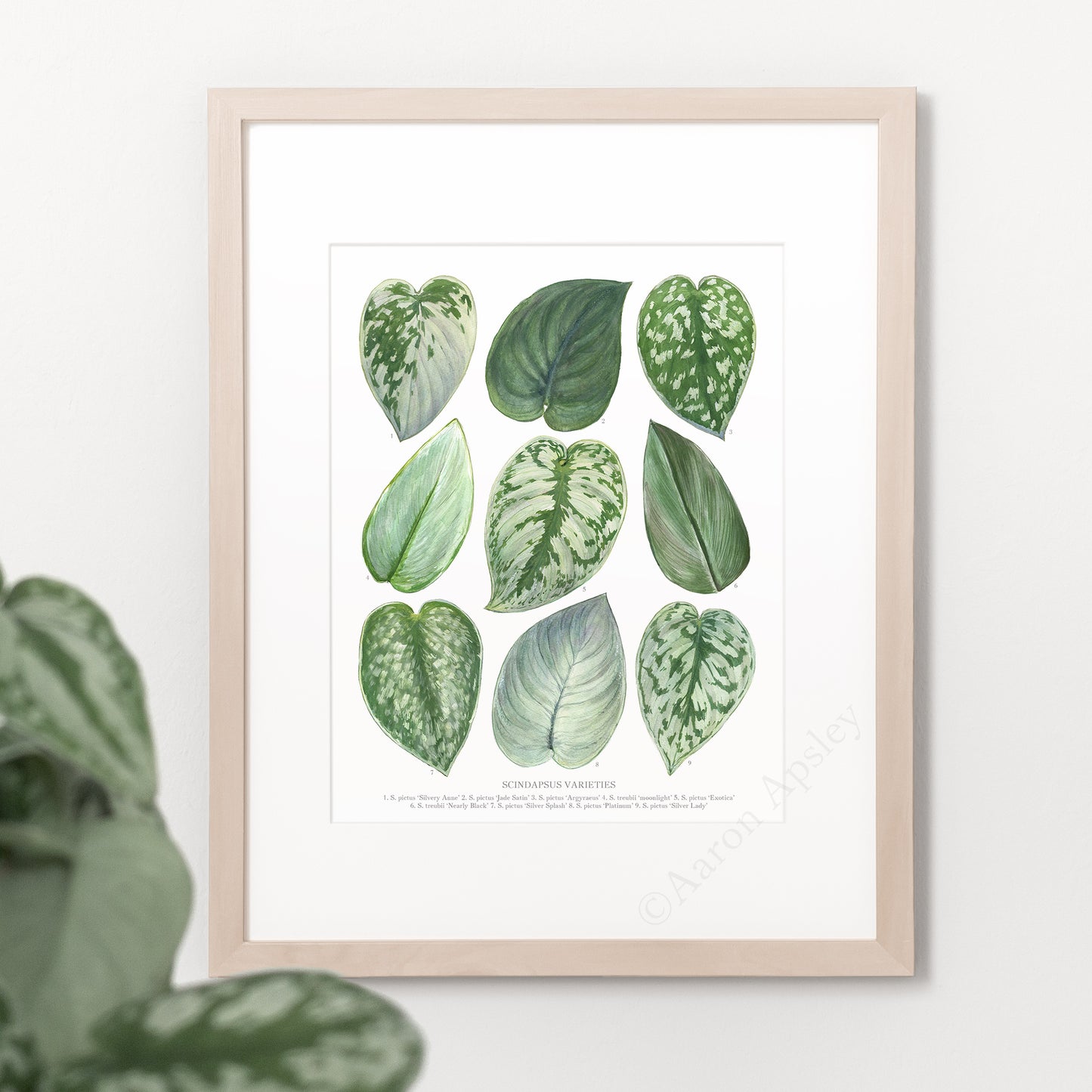 Scindapsus Varieties Print