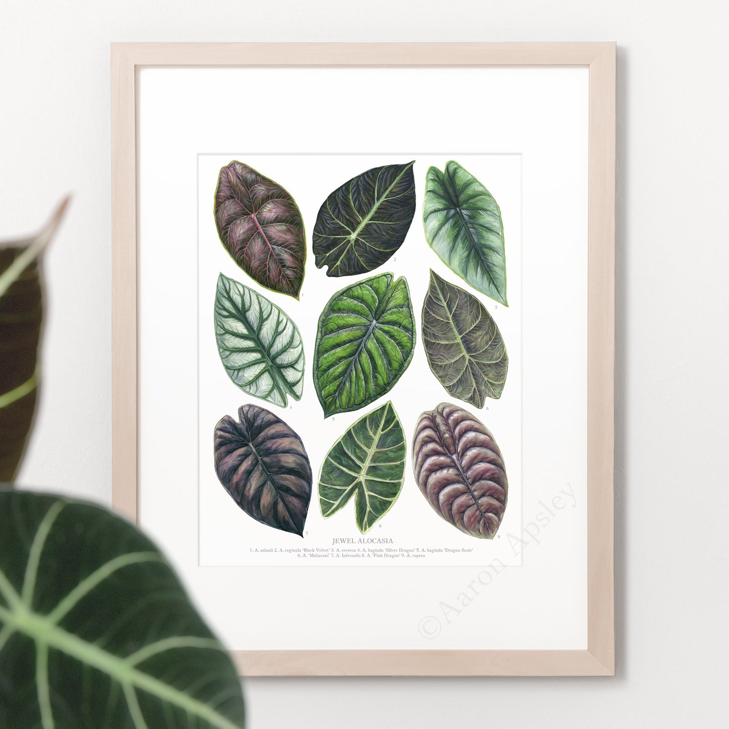 Jewel Alocasia Varieties Print