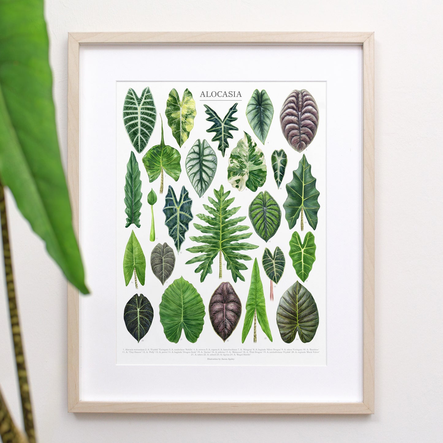 Alocasia Species Print