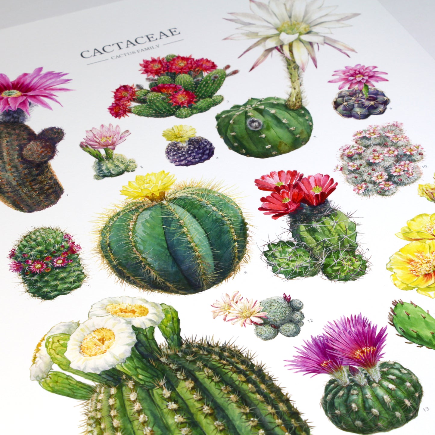 Flowering Cactus Species Print