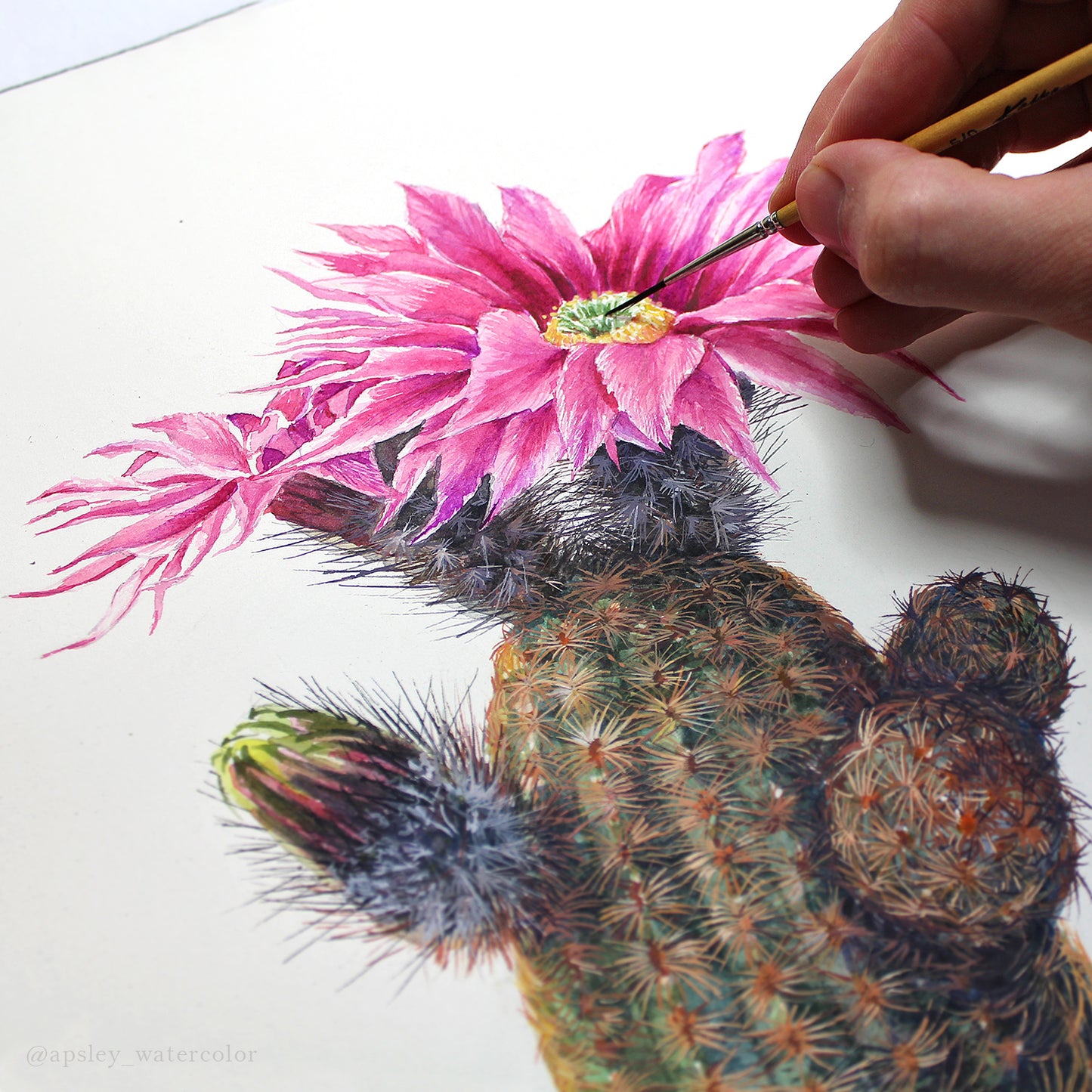 Echinocereus reichenbachii - Original Watercolor