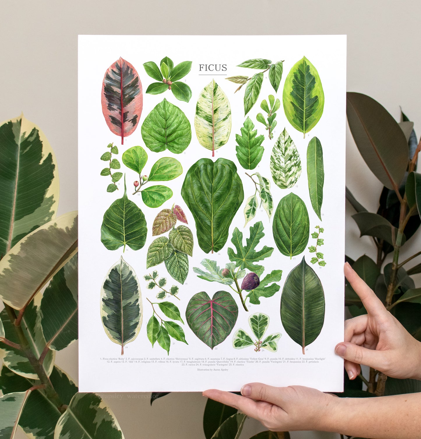 Ficus Species Print