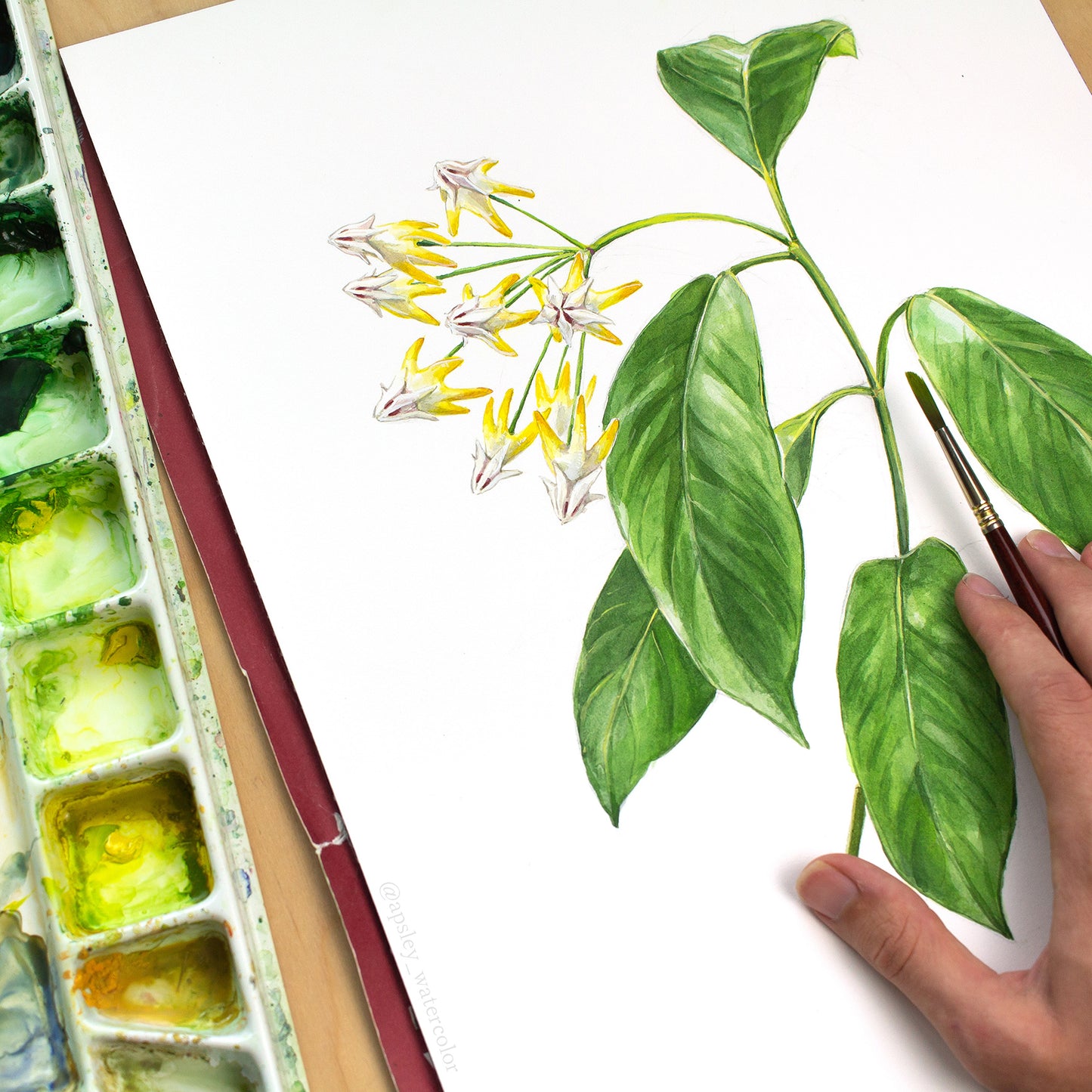 Hoya Species Print