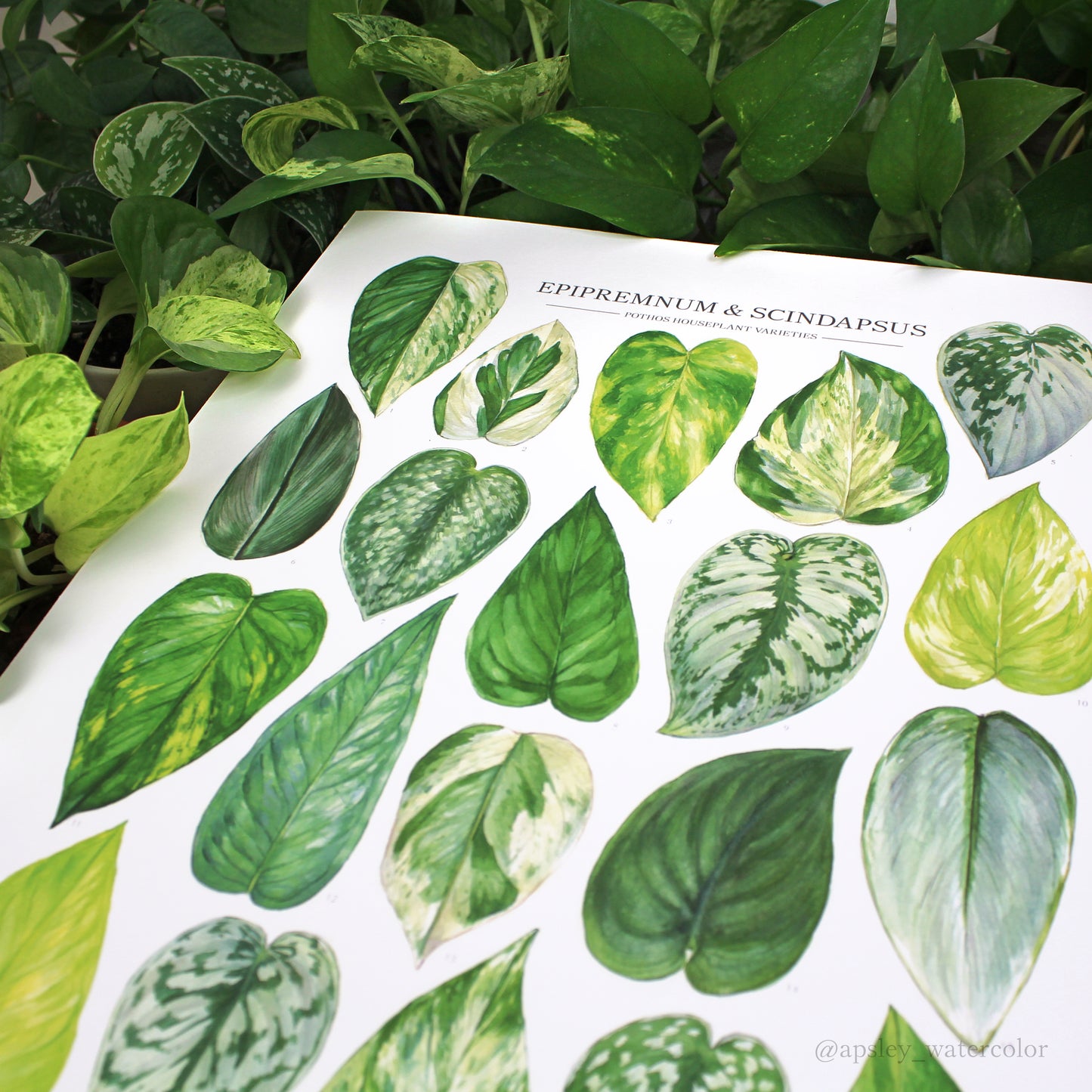 Pothos Print - Epipremnum and Scindapsus varieties