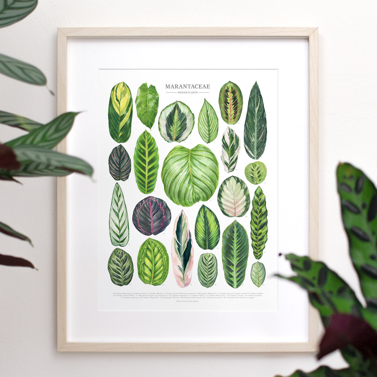 Marantaceae Species Print – Aaron Apsley Artwork