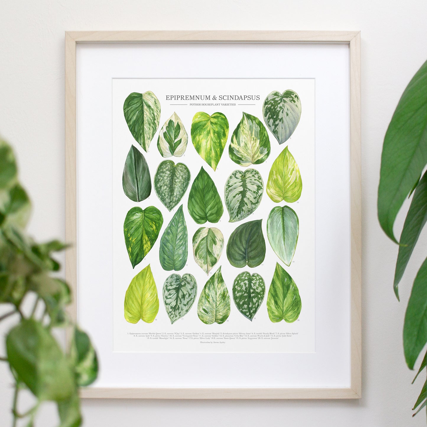 Pothos Print - Epipremnum and Scindapsus varieties