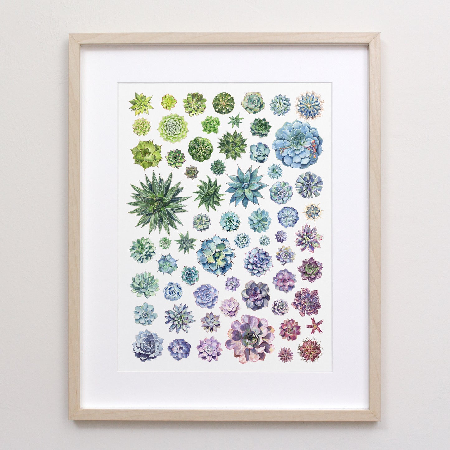 Succulent Rosettes Print