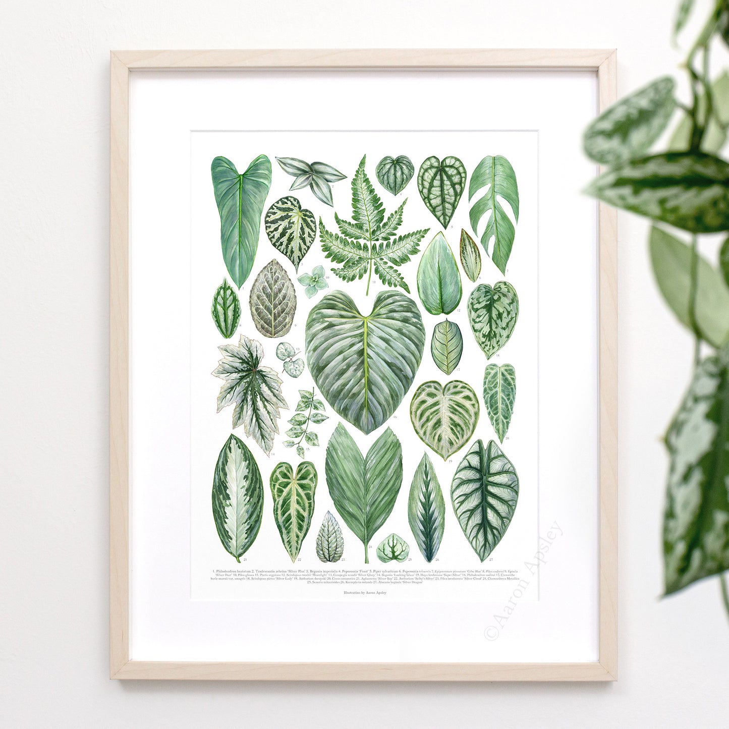 Silver Houseplant Varieties Print