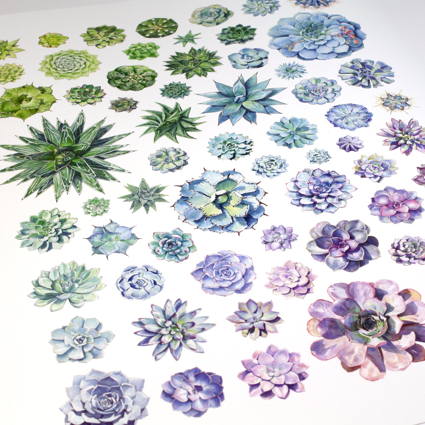 Succulent Rosettes Print