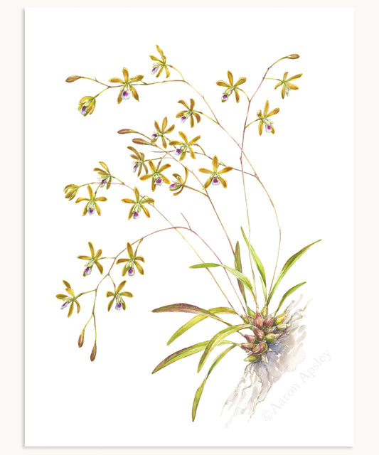 Encyclia tampensis Print