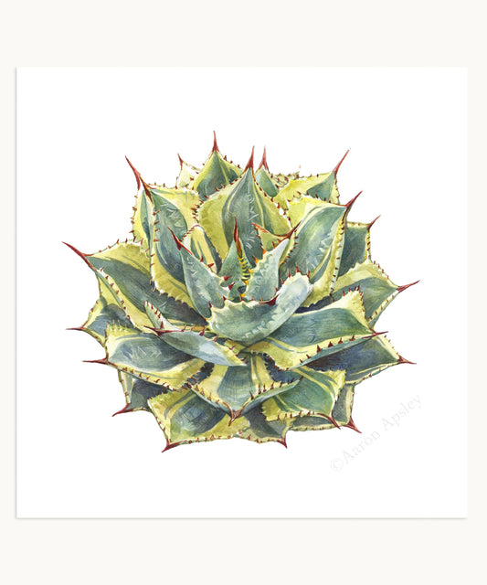 Agave 'Kissho Kan' Print