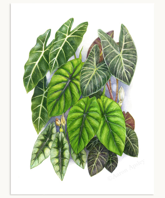 Jewel Alocaisa Print
