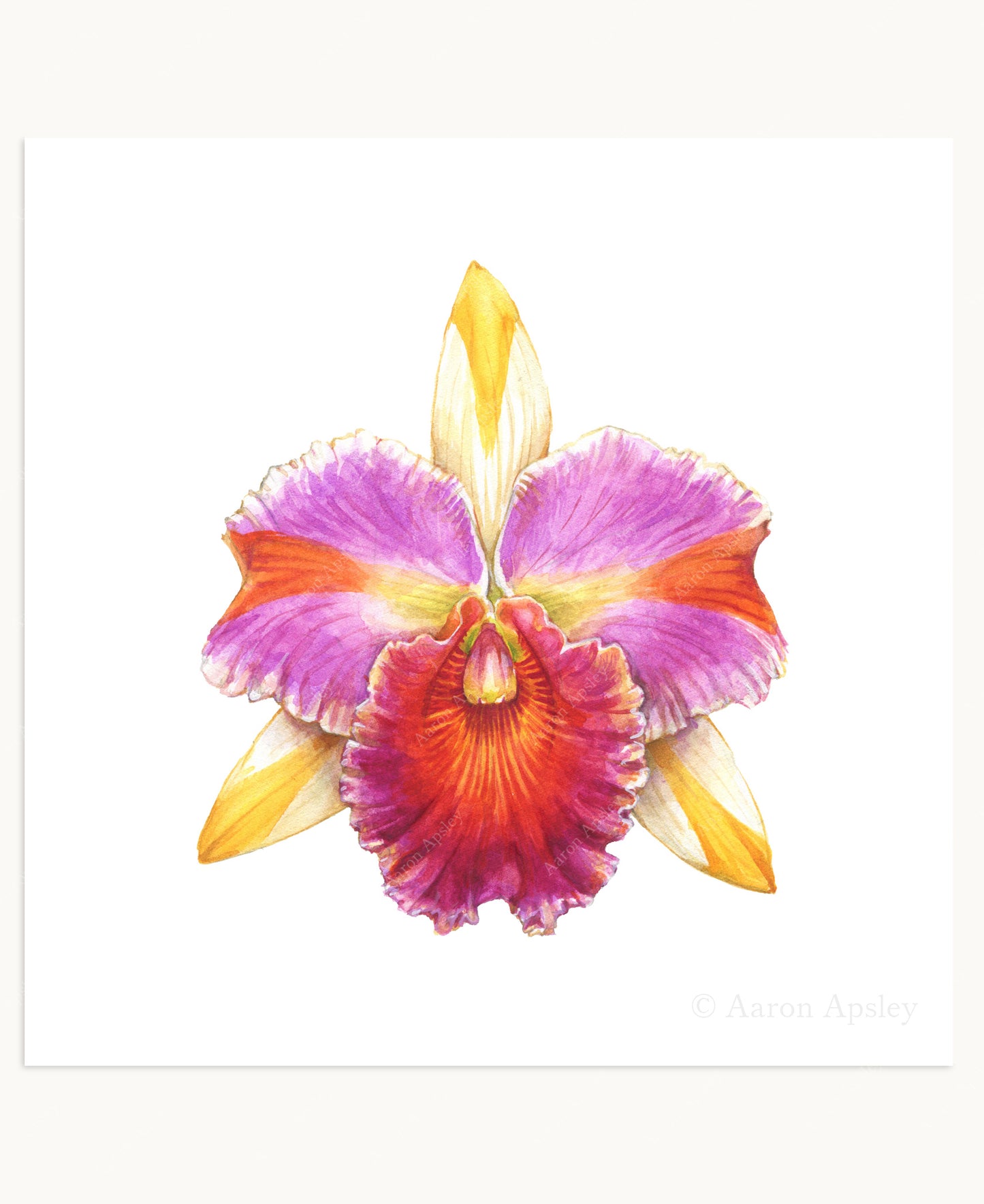 Orchid Flower Print