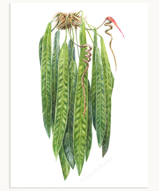 Anthurium wendlingeri Print