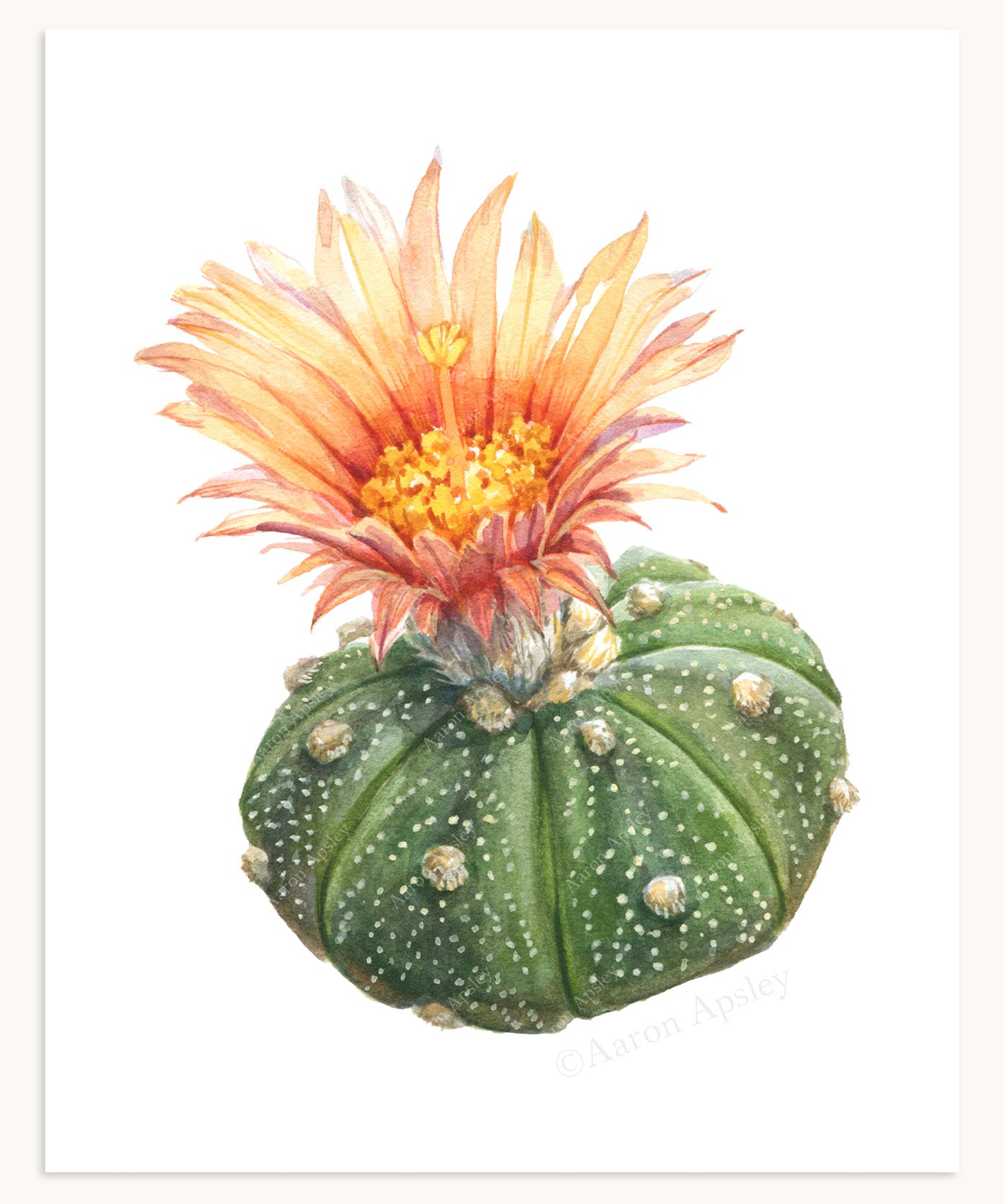 Astrophytum asterias Print