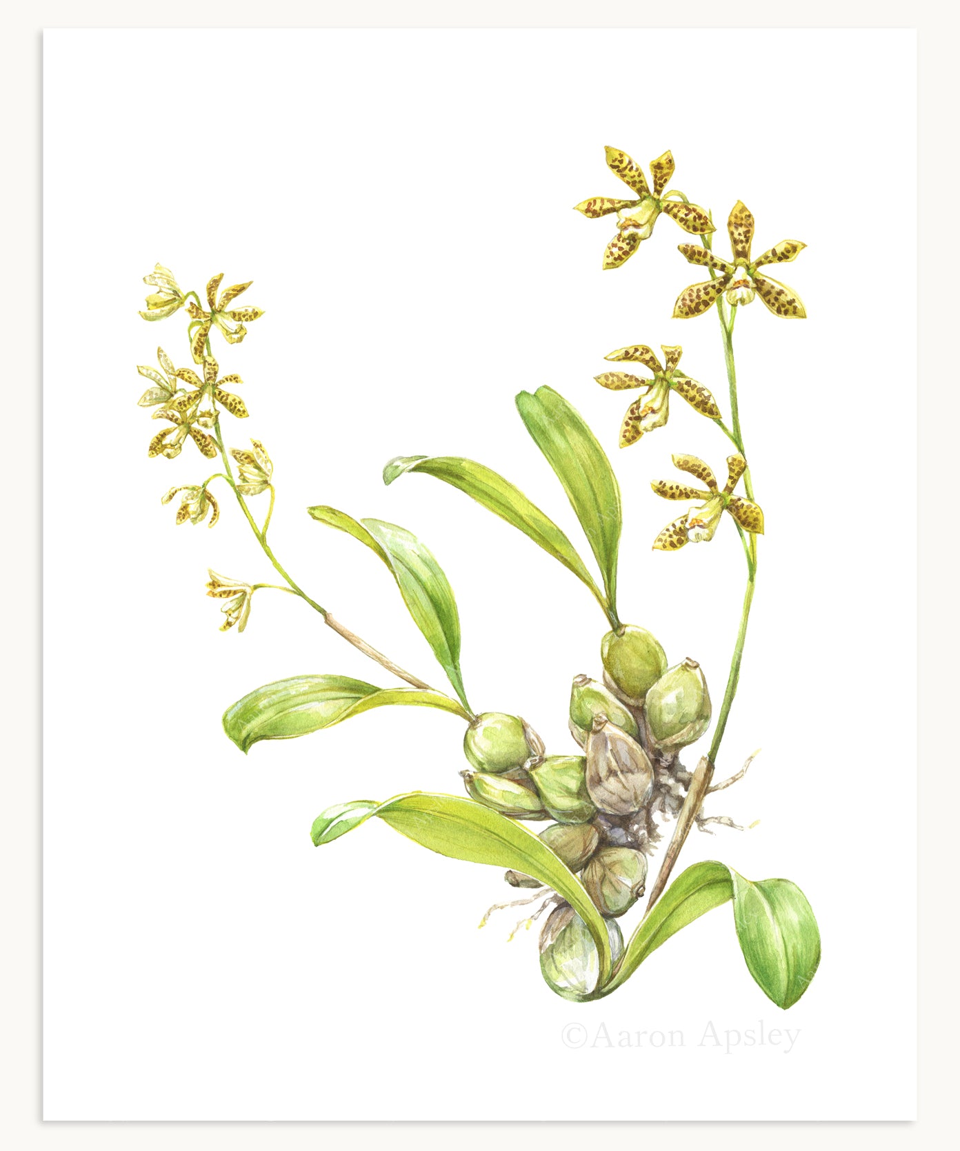Prosthechea boothiana Print