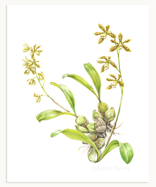 Prosthechea boothiana Print