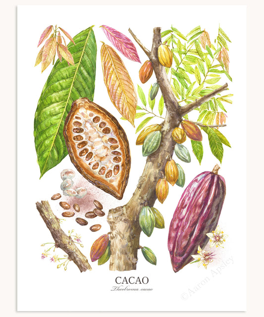 Cacao Print - Large