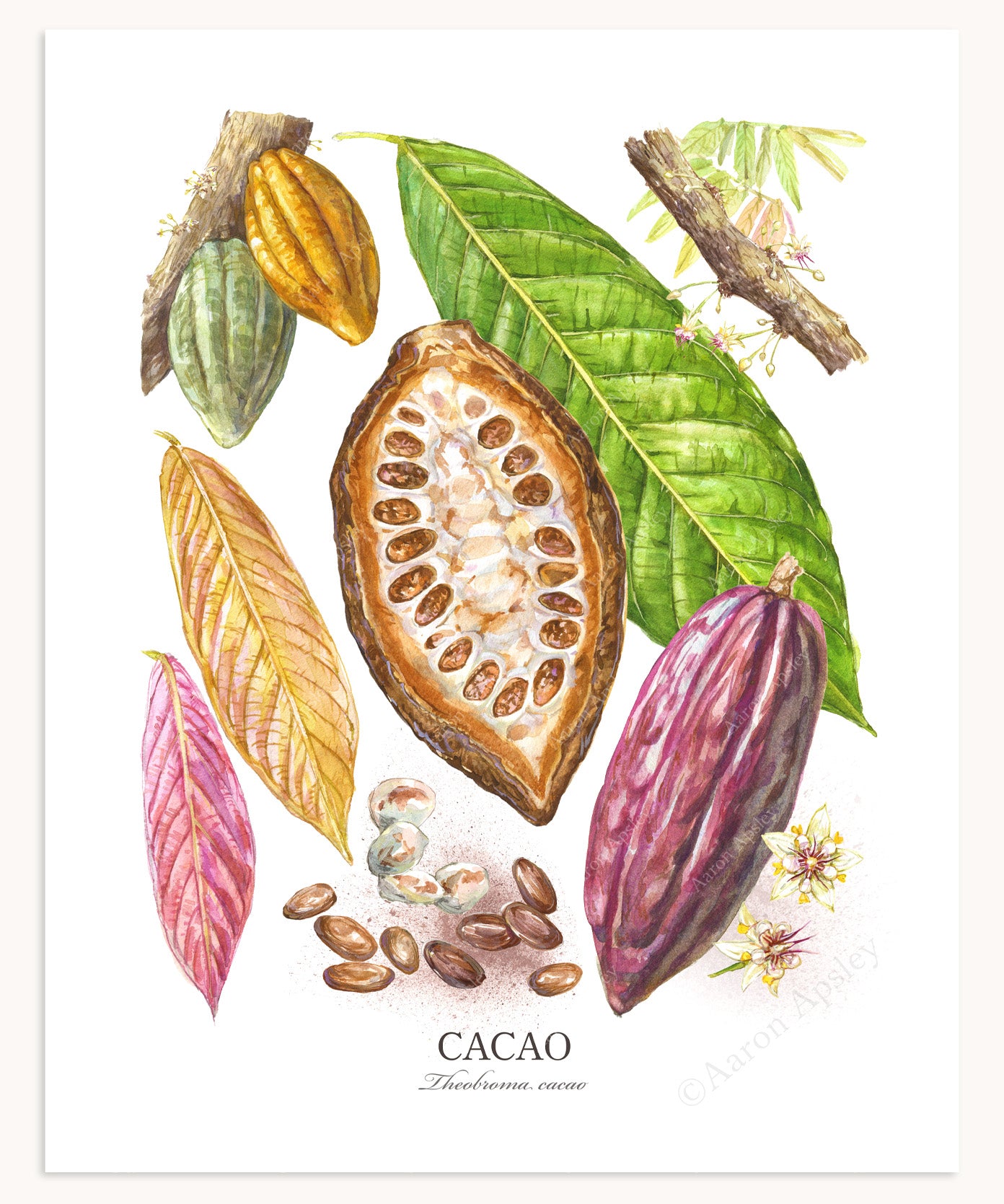 Cacao Print - Small
