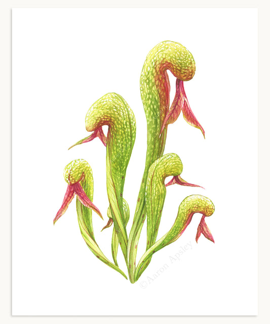 Darlingtonia californica Print