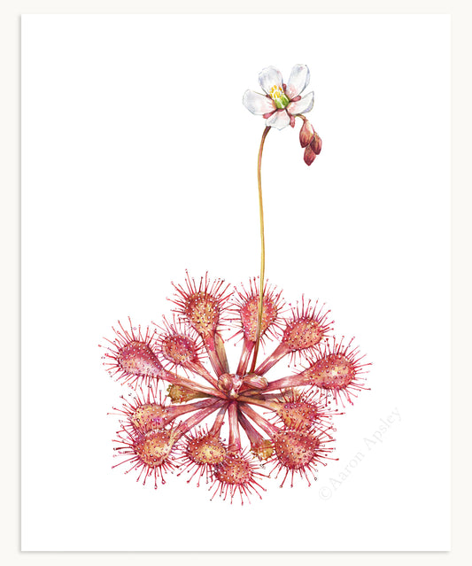 Drosera capillaris Print