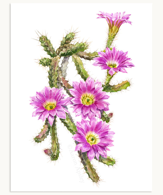 Echinocereus pentalophus Print