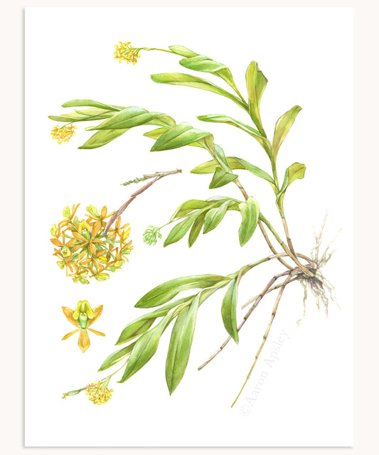 Epidendrum amphistomum Print