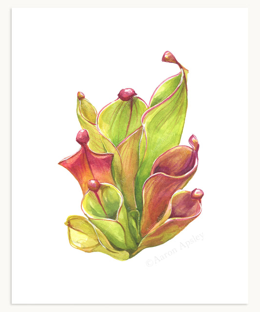 Heliamphora Print